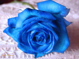 Blue Rose 1494 Wallpaper
